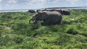 Safari v srdci Východní Afriky - kombinace Keňa a Tanzanie - Keňa_park Amboseli_ráj slonů