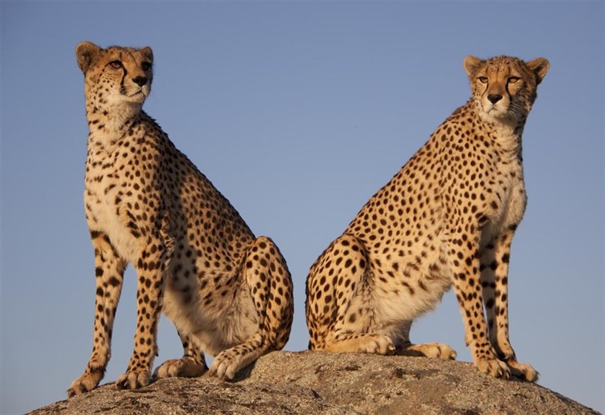 Safari v krajině červených slonů - Keňa_Tsavo East