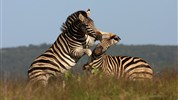 Safari v Jižní Africe s českým průvodcem