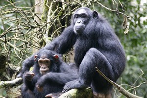 Uganda-Kibale-Forest Kibale (Kibale Forest) - 3
