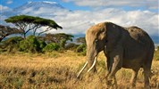 Vzpomínky na Afriku - safari v Keni s českým průvodcem - Kena_Amboseli