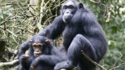 Vánoční velký safari okruh Ugandou s českým průvodcem - Uganda-Kibale-Forest-