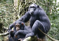 Uganda-Kibale-Forest-