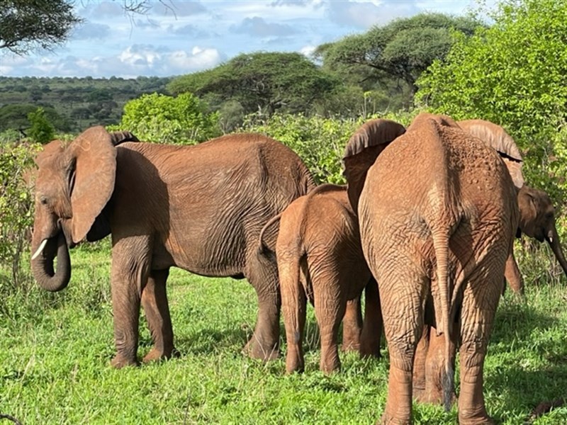 Zázraky Afriky: Safari v srdci Tanzanie a odpočinek na rajském Zanzibaru - Tanzanie_Tarangire_sloni