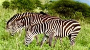 Zázraky Afriky: Safari v srdci Tanzanie a odpočinek na rajském Zanzibaru - Tanzanie_Serengeti_zebry