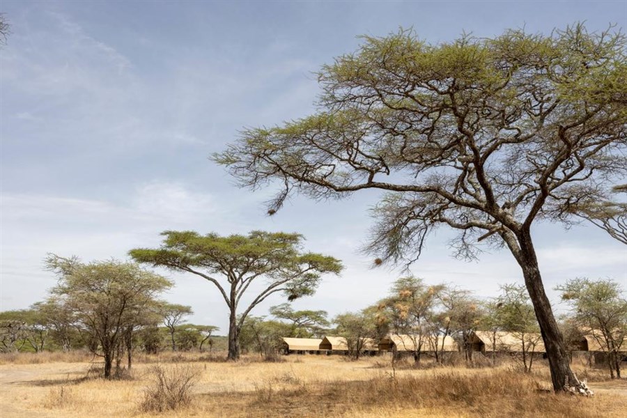 Velká migrace v Serengeti a kráter Ngorongoro a Tarangire - Tanzanie_Serengeti_Ndutu_Africa Safari Ndutu