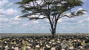 Velká migrace v Serengeti a kráter Ngorongoro a Tarangire - Tanzanie_Serengeti_velká migrace