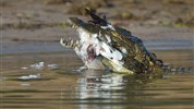 Z Kapského Města přes Viktoriiny vodopády do NP Chobe (s anglicky mluvícím průvodcem) - Krokodýli v řece