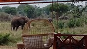 Vánoční velký safari okruh Ugandou s českým průvodcem - Uganda_Murchinson_Pakuba Safari Lodge