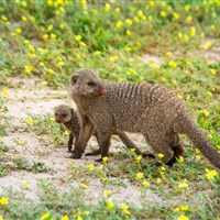 Chobe Safari Lodge 4* - Mangusta žíhaná - ckmarcopolo.cz