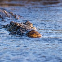 Chobe Safari Lodge 4* - Krokodýli na řece Chobe - ckmarcopolo.cz