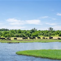 Chobe Safari Lodge 4* - Sloní stádo - ckmarcopolo.cz