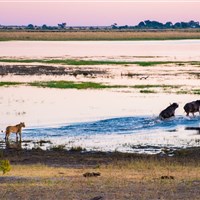 Chobe Safari Lodge 4* - Lov - ckmarcopolo.cz