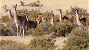 Nespoutaná Argentina - za krásami přírody s českým průvodcem