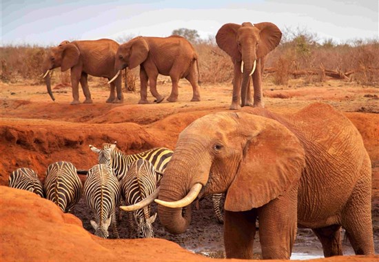Safari v krajině červených slonů -  - Kena-Tsavo-East-