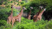 Ve stínu Kilimanjara - safari v Keni s českým průvodcem - Kena-Tsavo