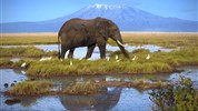 Ve stínu Kilimanjara - safari v Keni s českým průvodcem - Kena_Amboseli_Kilimanjaro