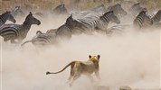 Vzpomínky na Afriku - safari v Keni s českým průvodcem - Keňa_Masai Mara