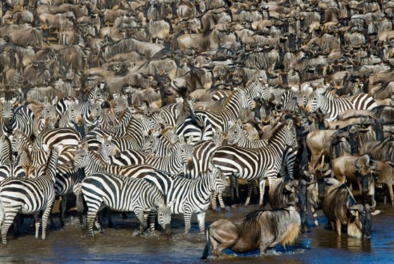 Marco Polo - Velká migrace pakoňů: Úžasný přírodní jev v Serengeti a Masai Maře