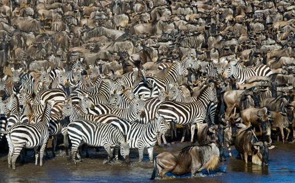 Marco Polo - Velká migrace pakoňů: Úžasný přírodní jev v Serengeti a Masai Maře