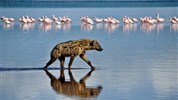 Po stopách lvů - safari v parcích Amboseli a Tsavo East + pobyt u moře