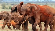 Po stopách lvů - safari v parcích Amboseli a Tsavo East + pobyt u moře