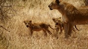 Po stopách lvů - safari v parcích Amboseli a Tsavo East + pobyt u moře