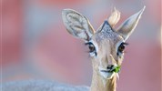 Po stopách lvů - safari v parcích Amboseli a Tsavo East + pobyt u moře