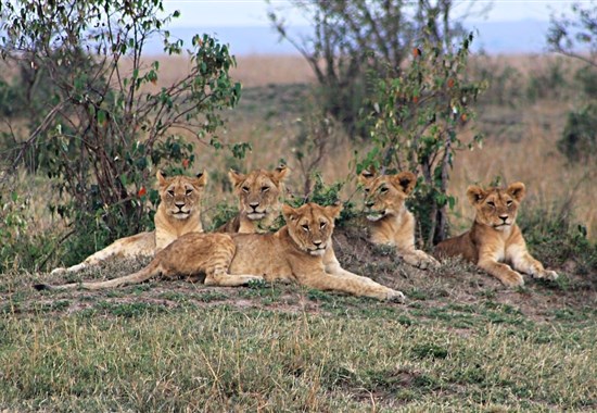 Po stopách lvů - safari v parcích Amboseli a Tsavo East + pobyt u moře - Tsavo East - 