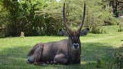 Po stopách lvů - safari v parcích Amboseli a Tsavo East + pobyt u moře