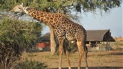 Po stopách lvů - safari v parcích Amboseli a Tsavo East + pobyt u moře