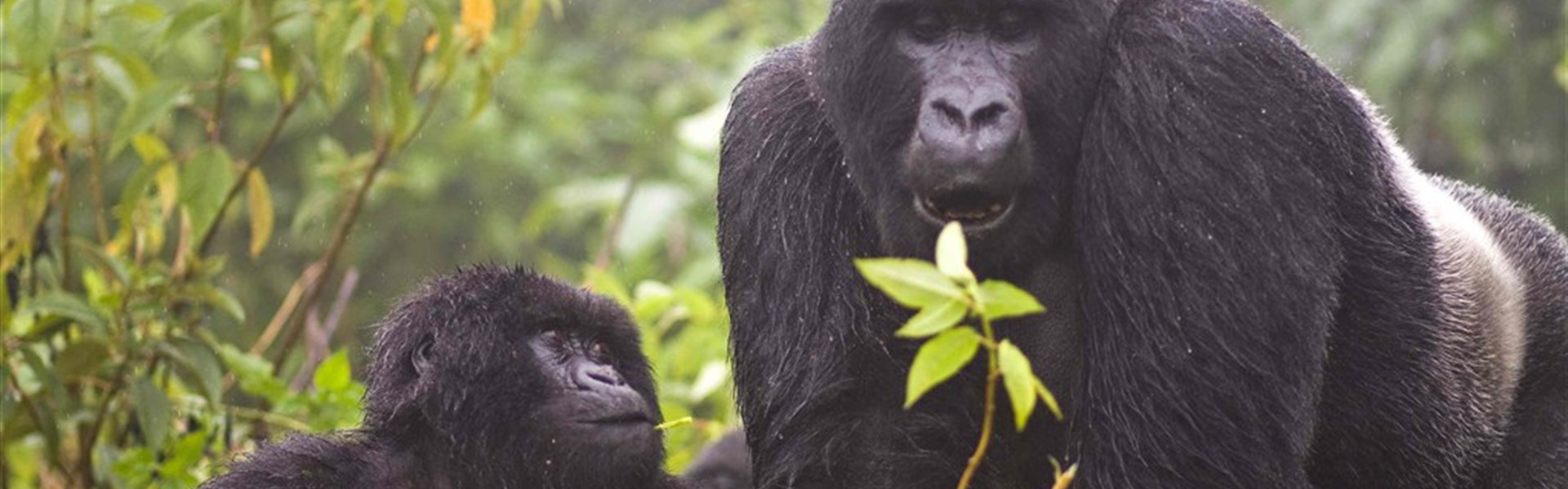 Rwanda - Skrytý klenot Afriky - Rwanda_Vulcanoes_gorila