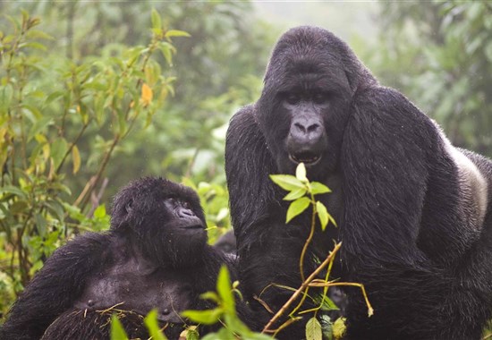 Rwanda - Skrytý klenot Afriky -  - Rwanda_Vulcanoes_gorila