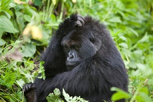  Rwanda - 7