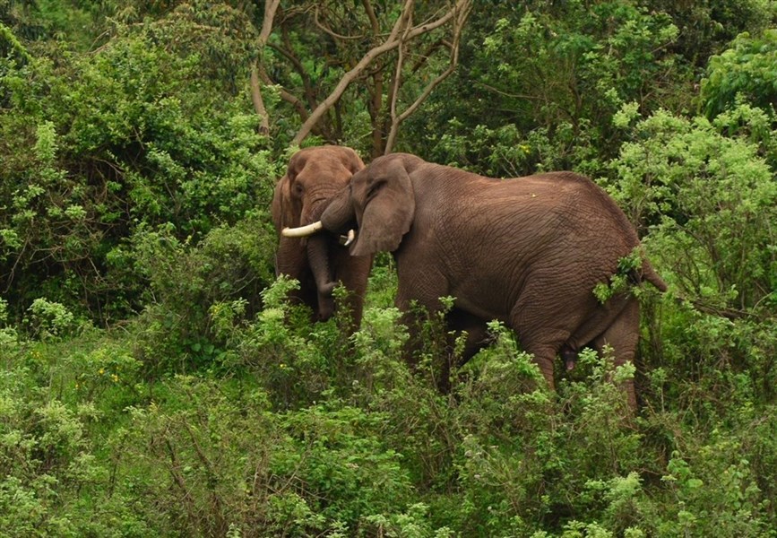 Mimořádná nabídka - Zanzibar a safari v Ngorongoro a v Serengeti - Tanzanie_oblast kráteru Ngorongoro_karatu