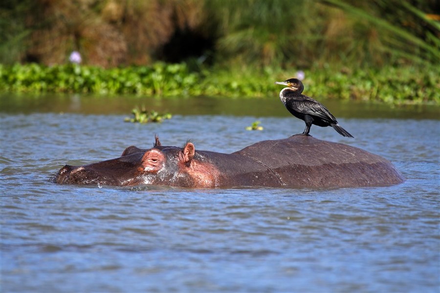 Okruh severní Keňou - safari autem, na lodi i pěšky