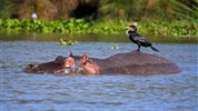 Okruh severní Keňou - safari autem, na lodi i pěšky