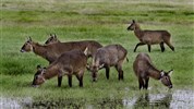 Okruh severní Keňou - safari autem, na lodi i pěšky