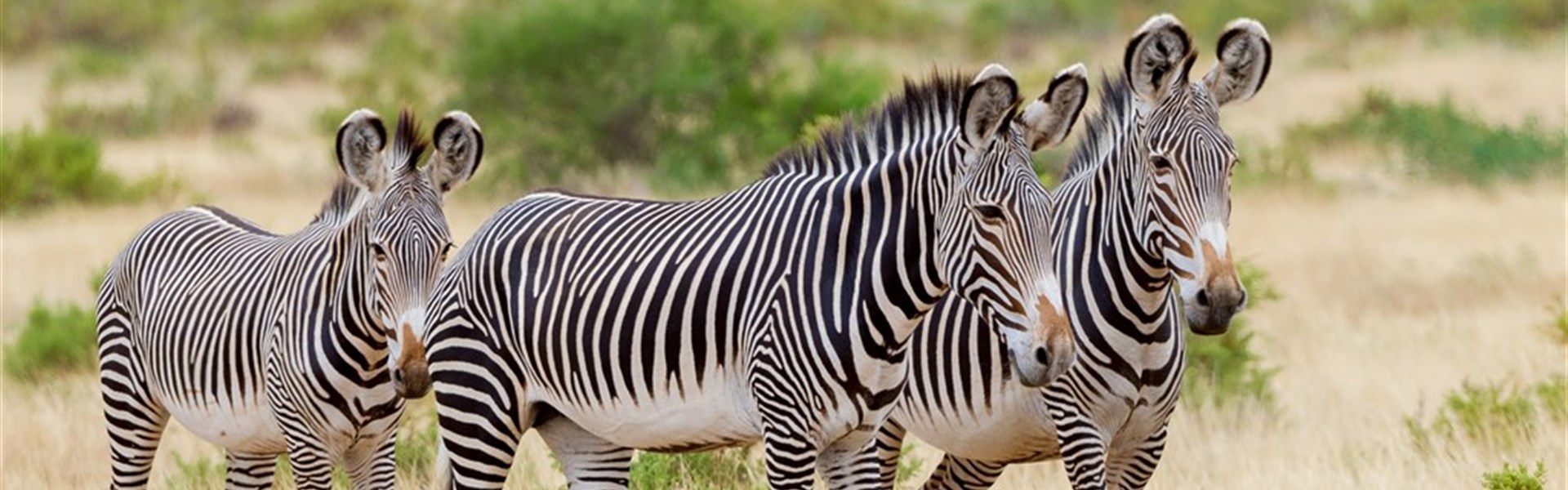 Okruh severní Keňou - safari autem, na lodi i pěšky - 