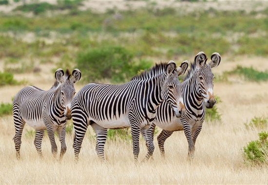 Okruh severní Keňou - safari autem, na lodi i pěšky - Samburu - 