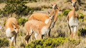 Majestátní Peru s českým průvodcem (TOP program a zážitky)