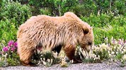 Divokou přírodou Aljašky a Yukonu (s českým průvodcem)