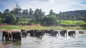 Srí Lanka - Velký okruh Cejlonem se 4 národními parky